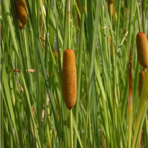 Typha laxmannii